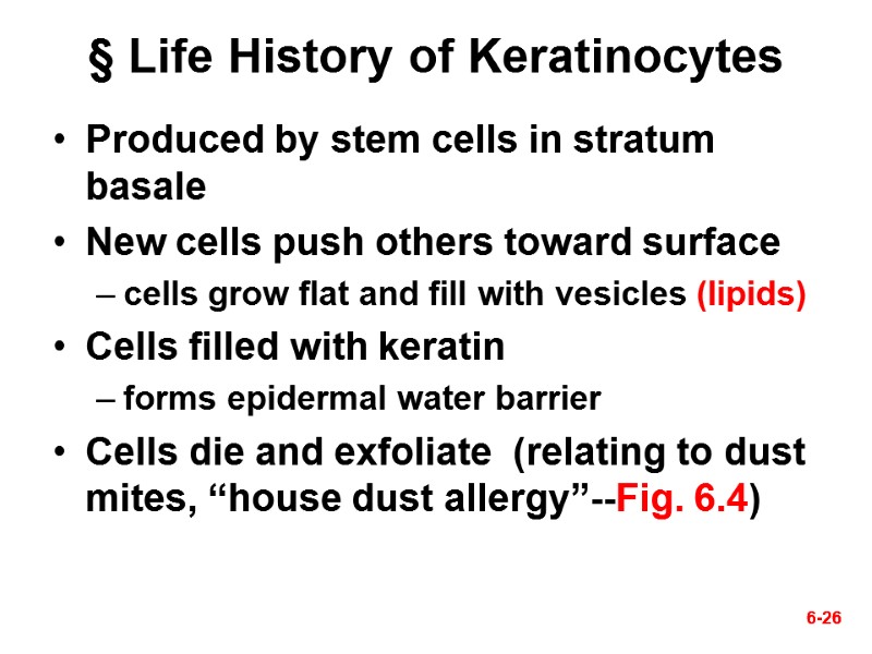 6-26 6-26 § Life History of Keratinocytes Produced by stem cells in stratum basale